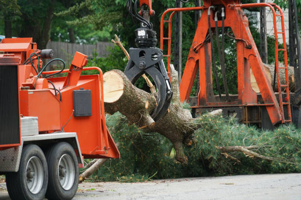 Tree Branch Trimming